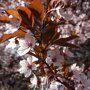 Lei Sierpruim (Prunus cer. Nigra)